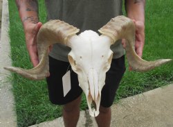 Buy this Authentic African Merino Ram/Sheep Skull with 19 inch Horns for $155