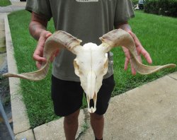 Buy this Authentic African Merino Ram/Sheep Skull with 19 inch Horns for $155