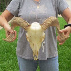 9" African Merino Ram/Sheep Skull with 17" Horns - $125 