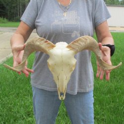 10" African Merino Ram/Sheep Skull with 16" Horns - $125 