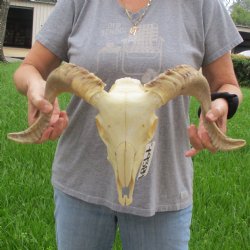 9" African Merino Ram/Sheep Skull with 16" Horns - $125 