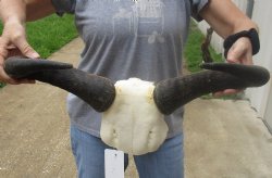 Female Blue wildebeest skull plate and horns 20 inches wide for $38