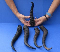 5 Piece Lot of 11-13 Inch Authentic Male Springbok Horns - For Sale for $37