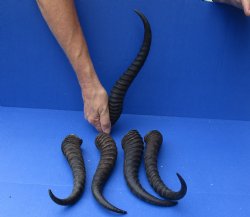 Buy this 5 piece lot of Male Springbok horns, 11 to 13 inches for $37