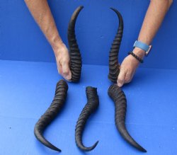 5 Piece Lot of 11-13 Inch Authentic Male Springbok Horns - For Sale for $37