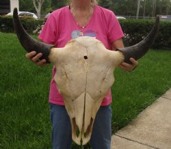 Buy this North American Bison Skull with 26" Horn Spread for $145