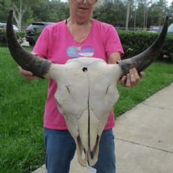 North American Bison Skull with 24" Horn Spread - $145