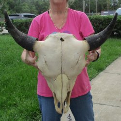 North American Bison Skull with 23" Horn Spread - $145