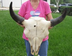 This is a Real North American Bison Skull with 23" Horn Spread - Buy Now for $145