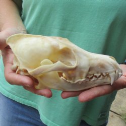 7-1/2" Coyote Skull - $34