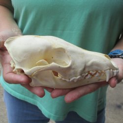 7-3/4" Coyote Skull - $34