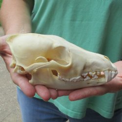 7-1/4" Coyote Skull - $34