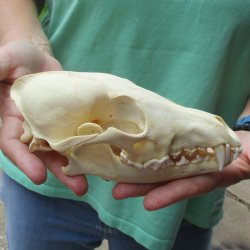 7-1/2" Coyote Skull - $34