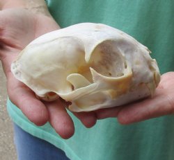 Buy this 5 x 3-1/2 inch Authentic Bobcat Skull for $62