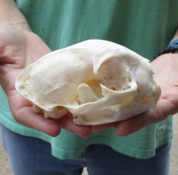 This is a real 5-1/4 x 3-1/2 inch Bobcat Skull - For Sale for $62