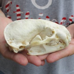 4-3/4" Badger Skull - $62