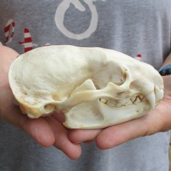 5" Badger Skull - $62