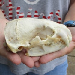 5" Badger Skull - $62