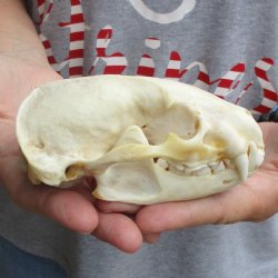 4-3/4" Badger Skull - $62