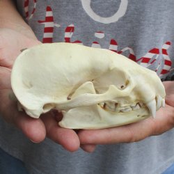 5" Badger Skull - $62