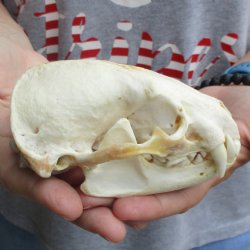 5" Badger Skull - $62