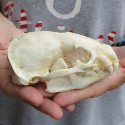 4-3/4" Badger Skull - $62