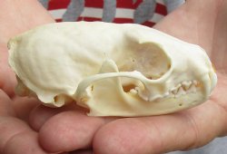 3-1/2 inch American pine marten skull (mouth glued shut) - $28 