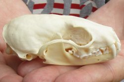 Buy Now this 3-1/4 inch American pine marten skull (mouth glued shut) - $28 