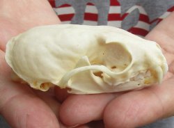 Buy Now this 3 inch American pine marten skull (mouth glued shut) - $28 