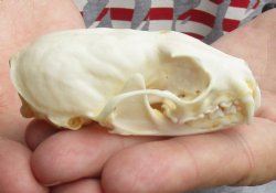 Buy Now this 3 inch American pine marten skull (mouth glued shut) - $28 