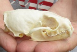 For Sale 3-1/4 inch American pine marten skull (mouth glued shut) - $28 