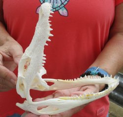  Authentic B-Grade Florida Alligator Skull, 8 x 3-1/2 for $40