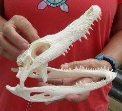 Authentic B-Grade Florida Alligator Skull, 8 x 3-1/2 for $35