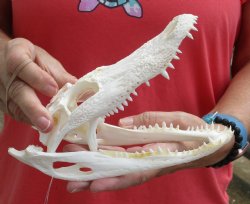 This is a B-Grade Real Florida Alligator Skull, 8 inches, For Sale for $40