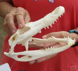 Buy this B-Grade Florida Alligator Skull, 8 inches for $40