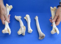 5 Deer Leg Bones, 7" to 9" - <font color=red>Special Price of $10</font>