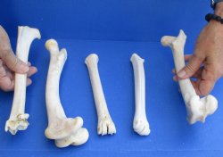 5 Deer Leg Bones, 7" to 9" - <font color=red>Special Price of $10</font>