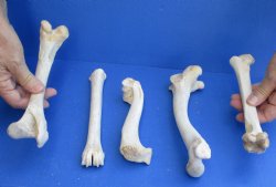 5 Deer Leg Bones, 7" to 9" - <font color=red>Special Price of $10</font>