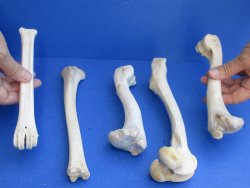 5 Deer Leg Bones, 7" to 9" - <font color=red>Special Price of $10</font>