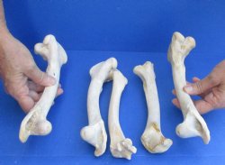 5 Deer Leg Bones, 7" to 9" - <font color=red>Special Price of $10</font>