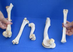 5 Deer Leg Bones, 7" to 9" - <font color=red>Special Price of $10</font>