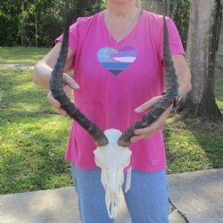 10" African Impala Skull with 19" Horns - $95