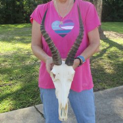 13" Male Blesbok Skull with 15" Horns - $80