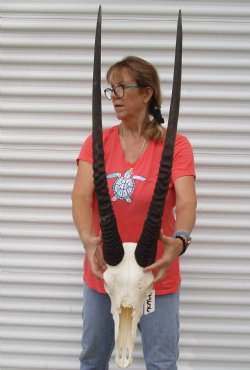 For Sale African Gemsbok Skull with 31 inch horns - $140