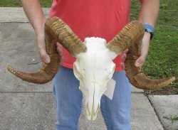 African Merino Ram/Sheep Skull with 26 inch Horns, available for purchase - $150