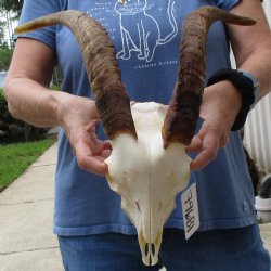 9" Angora Goat Skull with 15" Horns - $100