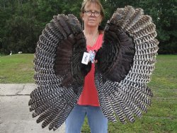 2 Real North American Turkey wing, Turkey feather (Meleagris gallopavo) 32 and 30 inches long for sale - $37/lot 