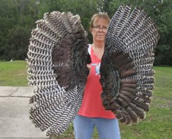 2 Real North American Turkey wing, Turkey feather (Meleagris gallopavo) 29 and 30 inches long for sale - $37/lot 