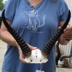 Common Reedbuck Skull Plate with 11" Horns - $39