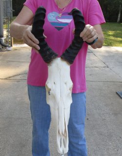 Buy this African Male Red Hartebeest skull with 20 inch horns available for sale - $90